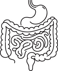 Human Digestive System Outline – Medical Vector