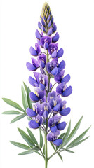 Naklejka premium a lupine isolated on a white background, a high-resolution photograph,