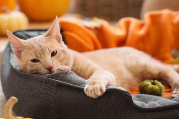 Cute cat lying in pet bed at home on autumn day, closeup