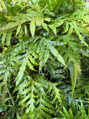 Green fern leaves in the forest