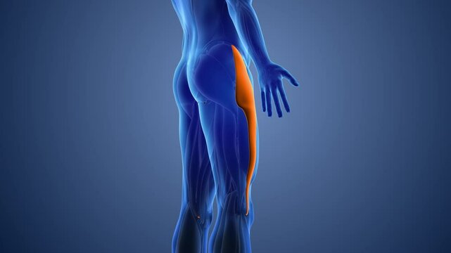 Animation of the tensor fasciae latae muscles pain