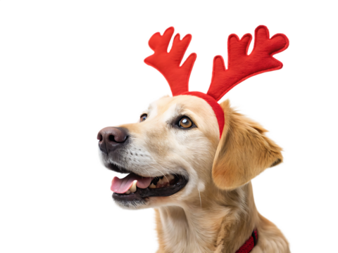 Golden retriever wearing red reindeer antlers on a black background