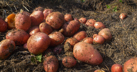 CLOSE UP: Bountiful harvest of red potatoes from a home vegetable garden. Pile of handpicked tubers...