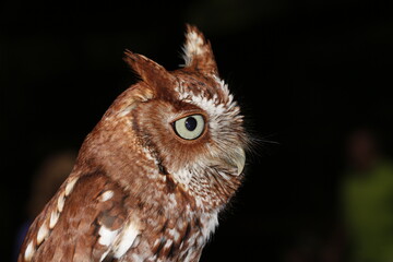 A closeup portrait of an alert Eastern Screech Owl