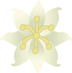 Vector illustration of a Peace Lily Lotus Flower