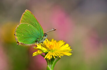 Callophrys rubi 1291