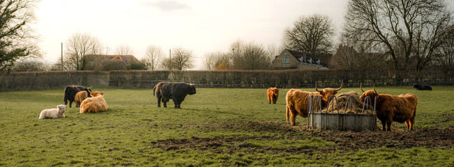 Highland Cows in a grass farm countryside field - Panoramic landscape photo with brown, orange,...