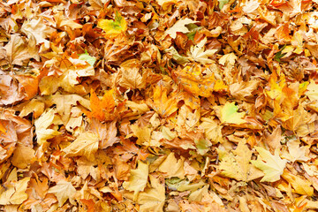 Colorful Autumn Leaves Covered Ground in Vibrant Shades of Yellow and Orange