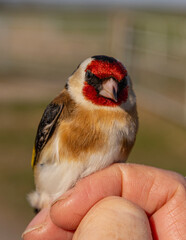 Close up of a gold finch held in the hand at a ringing session.