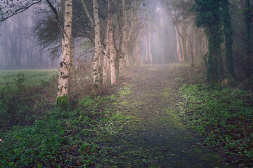 Fototapeta premium A path through a forest with foggy mist and leaves on the ground. The path is wet and muddy, and the trees are tall and leafless. Scene is calm and peaceful, with the mist. Relaxed moody nature.