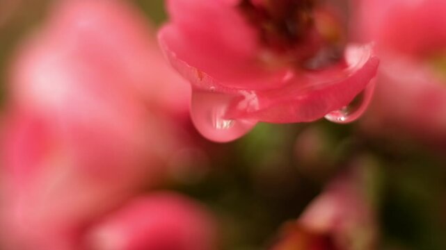 water droplets macro