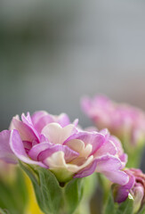 Obraz premium Close of Pink Primula Flowers