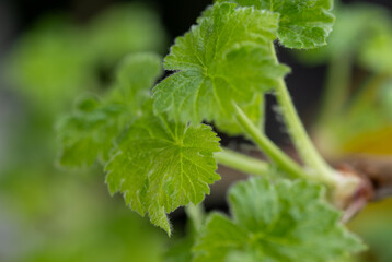 First Young Leaves of Currant Plant