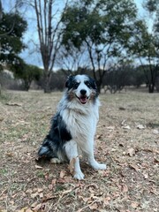 Australian Shepherd dog