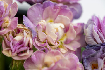 Close up of Pink Primula Flowers