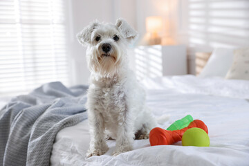 Cute dog with toys on bed at home. Adorable pet