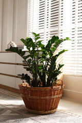 Fototapeta premium Wicker basket with beautiful houseplant in living room