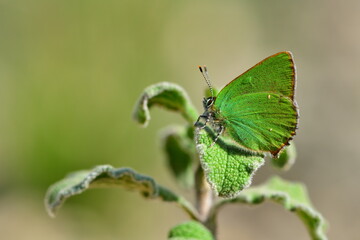Callophrys rubi 1293