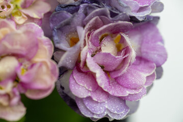 Close up of Pink Primula Flowers