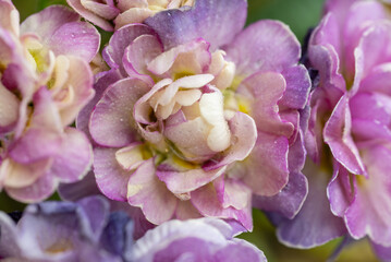  Close up of Pink and Mauve Flowers of Primula Pollyanna Crystal Fountain 