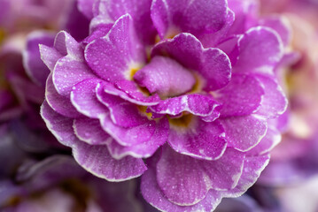 Close up of Pink and Mauve Flowers of Primula 