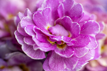Close up of Pink and Mauve Flowers of Primula 
