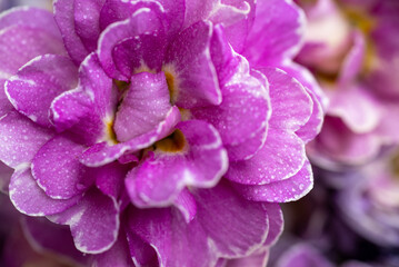 Close up of Pink and Mauve Flowers of Primula 
