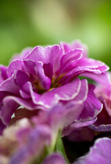 Naklejka premium Close up of Pink and Mauve Flowers of Primula 