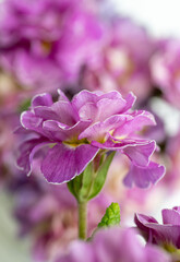 Obraz premium Close up of Pink and Mauve Flowers of Primula 