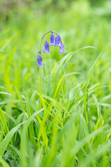 Single English common bluebell Hyacinthoides non-scripta flower growing  in bright green grass vertical shot