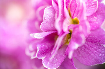 Fototapeta premium Close up of Pink and Mauve Flowers of Primula 