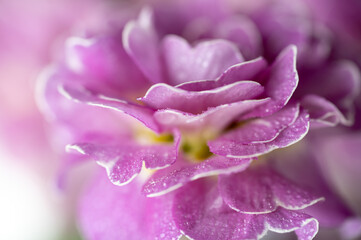 Close up of Pink and Mauve Flowers of Primula 