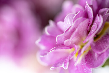 Fototapeta premium Close up of Pink and Mauve Flowers of Primula 