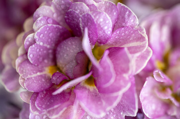 Close up of Pink and Mauve Flowers of Primula 