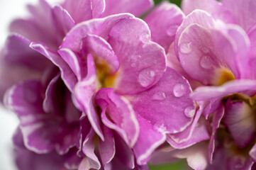 Close up of Pink and Mauve Flowers of Primula 