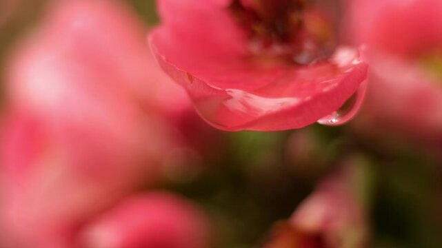 water droplets macro