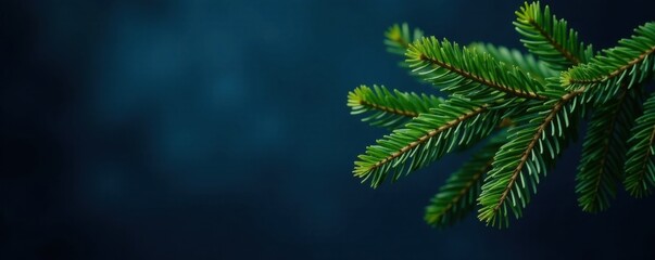 Obraz premium Branches of a evergreen tree against a dark blue background, trunk, snow, winter