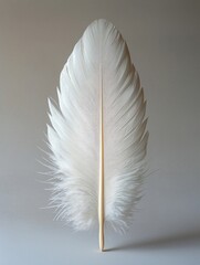 Obraz premium A single white feather on a grey background.