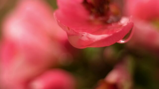 water droplets macro