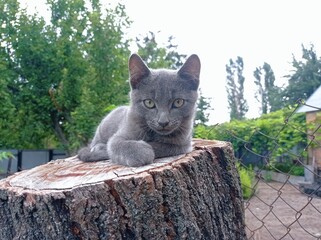 cat on the tree