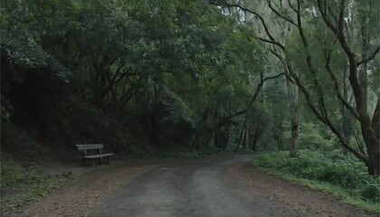 Bench on Forest Path Offers Solitude in Nature and Tranquility