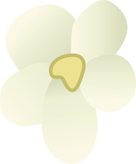 Vector Illustration of a Gypsophila flower