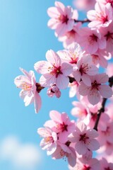 Obraz premium Delicate cherry blossoms in full bloom against a serene blue sky, cherry blossoms, serenity