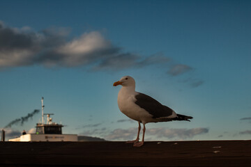 seagull on the beach