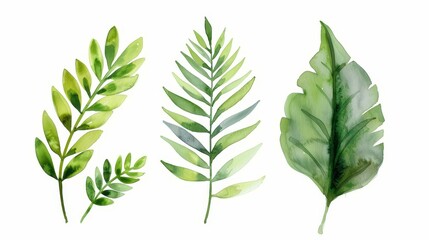 Vibrant fern watercolor collection showcased against a clean white background, perfect for natureinspired designs.