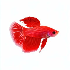 Fototapeta premium Stunning beta fish in vibrant colors, showcasing its graceful fins against a clean, white backdrop.