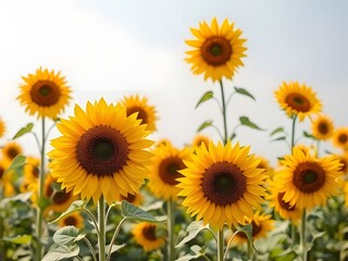 Obraz premium Field of Bright Yellow Sunflowers Blooming Under a Clear Sky, Nature and Summer Sunshine Scenery.
