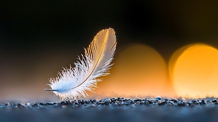 Naklejka premium Single feather on ground, sunrise glow