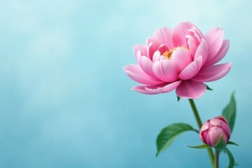 Fototapeta premium Elegant peony flowers on a smooth, abstract light blue background with subtle gradient colors and delicate petals, petal, smooth