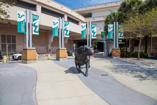 a bronze bull statue at The University of South Florida Park on the Riverwalk with lush green trees and plants in Tampa Florida USA